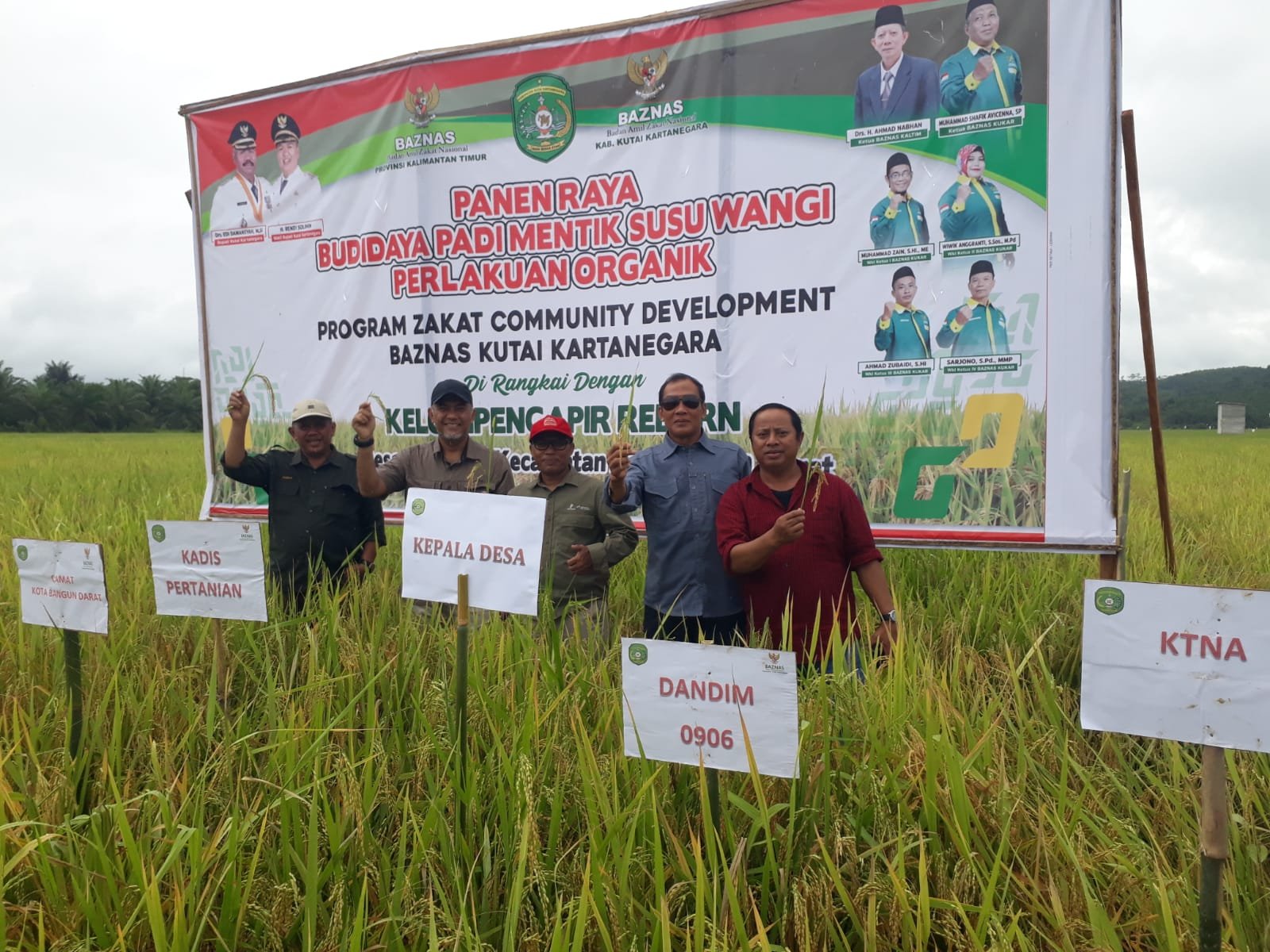 Panen Raya Budaya Padi Mentik Susu Wangi Perlakuan Organik di Kota Bangun Darat